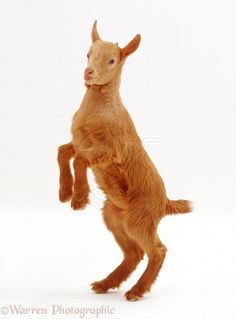 a baby goat standing on its hind legs