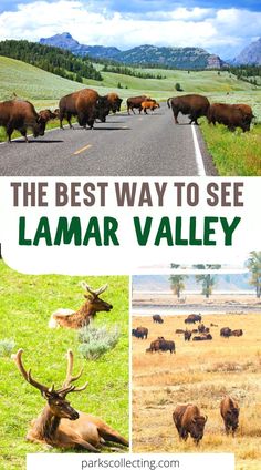 the best way to see lamar valley