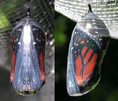 two pictures of a monarch butterfly emerging from its chlob