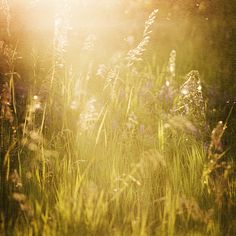 the sun shines brightly through tall grass