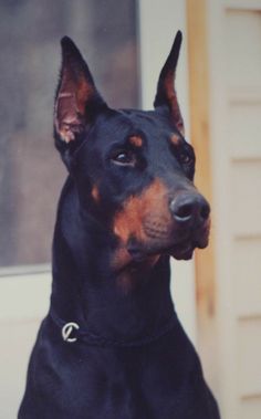 a black and brown dog sitting in front of a door with its head turned to the side