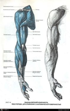 the muscles are labeled in this diagram