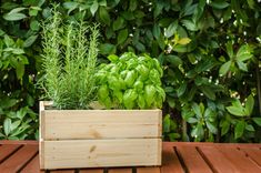 a wooden box filled with green plants on top of a wooden table next to bushes