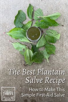 the best plantain salve recipe how to make this simple first aid save