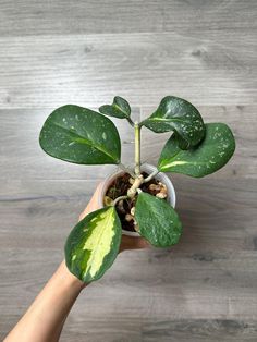 a person is holding a potted plant with green leaves on the top and bottom