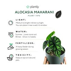 alocasia maharanii plant tips for beginners to learn how to grow it