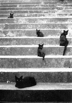 black cats are sitting on the steps outside