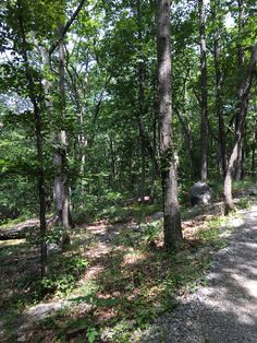 a dirt path in the middle of a forest with lots of trees on both sides