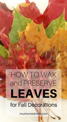 fall leaves with text overlay how to wax and preserve leaves for fall decorations