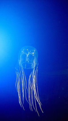 a jellyfish floating in the blue water