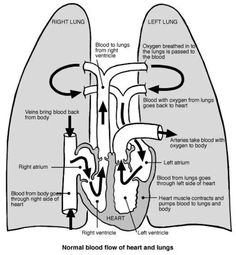 the heart and lungs are labeled in black and white, with arrows pointing to each other