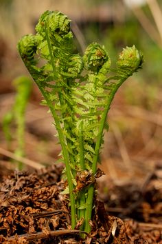 a close up of a plant on the ground