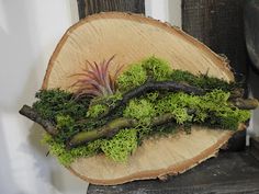 a piece of wood with moss growing on it