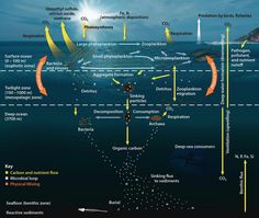 the ocean floor is filled with different types of marine life