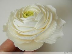 a person holding a white flower in their left hand with the petals folded back to show it's center