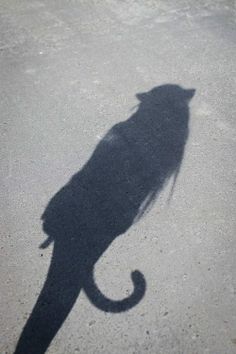 a shadow of a cat on the ground