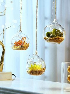 three hanging glass terrariums filled with plants