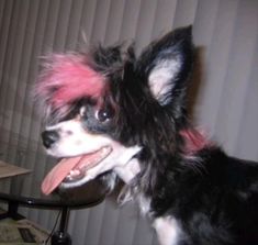 a black and white dog with pink hair sitting on top of a chair next to a table