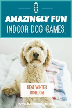 a dog sitting on top of a bed with the words 8 amazing fun indoor dog games