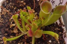 a close up of a plant in a pot with dirt on the ground next to it