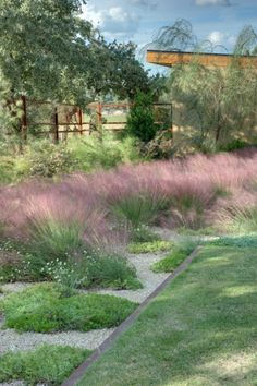 a garden with purple flowers and green grass