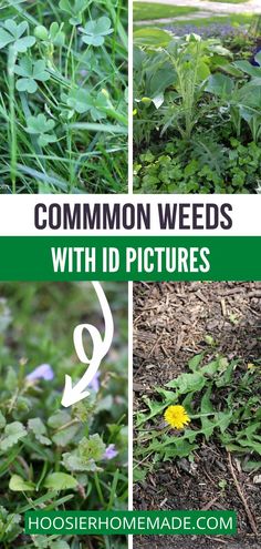 four different pictures with the words common weeds