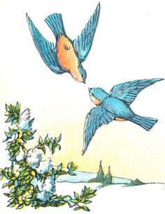 two blue birds are flying in the sky