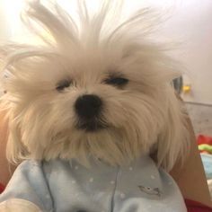 a small white dog is wearing a blue shirt and has it's hair blowing in the wind