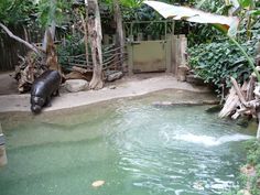 a hippo is standing in the water near some trees and bushes, while another hippo looks on