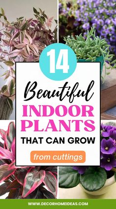 beautiful indoor plants that can grow from cuttings in the garden, including purple flowers and green