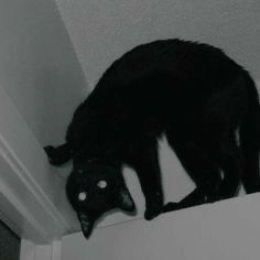 a black cat standing on top of a white shelf