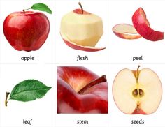 an image of apples that are labeled in english