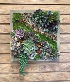 an arrangement of succulents and moss in a glass frame on a wooden wall