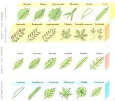 the different types of leaves are shown in this diagram