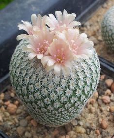 two cactus plants with pink and white flowers