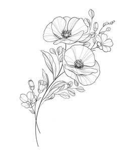 Primrose Line Drawing, Primrose Flower Tattoo Design, Cosmo Line Drawing, Cosmos Drawing Flower, Anemone Tattoo Design, Cosmo Flowers Tattoo, Primrose Sketch, Violet Primrose Tattoo