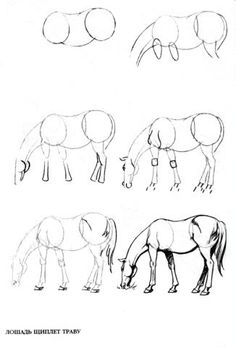 four horses are shown in different positions to draw the same horse's head and neck