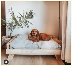 Dog Bed - Ouch! - Struggling to get the ideas that you have been searching for? Why not try Amazon.com IMMEDIATELY! Dog Bedroom, Dog Rooms, Style At Home, Diy Dog Stuff, Dog House, Home Fashion