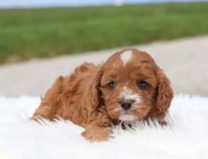 a small brown and white dog laying on top of a blanket