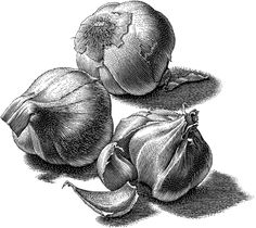 an onion and garlic are shown in this black and white engraving style illustration, vintage engraved image