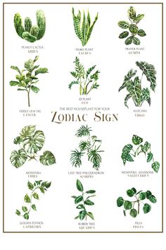 an illustrated guide to the different types of plants and their names on a white background