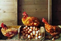 chickens, eggs and chicken hens sitting on hay