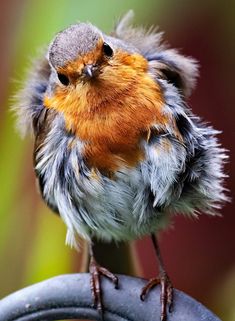 a small bird sitting on top of a metal pole