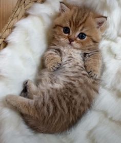 a kitten laying on its back in a basket