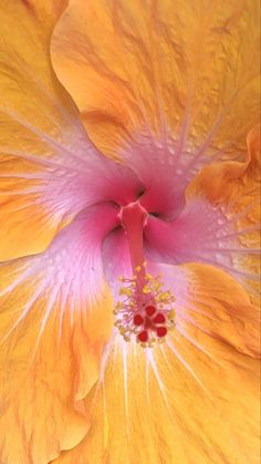 the inside of a yellow flower with pink stamen