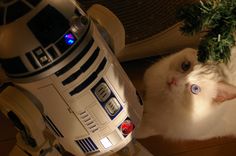 a white cat sitting next to a star wars robot