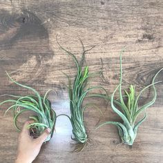 three air plants are being held up by someone's hand on a wooden surface