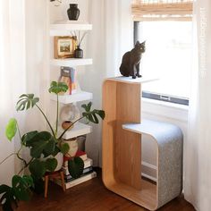 a cat sitting on top of a wooden shelf next to a potted plant in front of a window