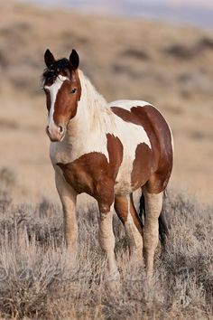 a brown and white horse standing on top of a dry grass covered field in the desert