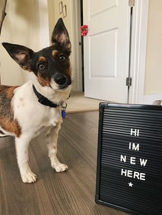 a dog standing next to a sign that says hi im new here on the floor